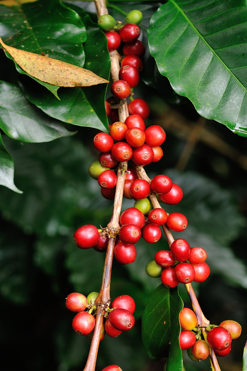 Organic Papua New Guinea - 12 oz